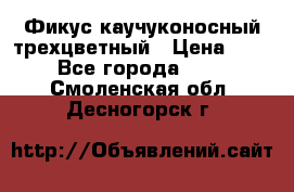 Фикус каучуконосный трехцветный › Цена ­ 500 - Все города  »    . Смоленская обл.,Десногорск г.